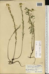 Euphorbia seguieriana Neck., Eastern Europe, South Ukrainian region (E12) (Ukraine)
