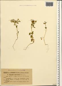 Trigonella spruneriana Boiss., Caucasus, Azerbaijan (K6) (Azerbaijan)