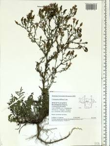 Centaurea diffusa Lam., Eastern Europe, Central region (E4) (Russia)