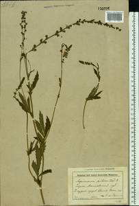 Agrimonia pilosa Ledeb., Eastern Europe, Belarus (E3a) (Belarus)