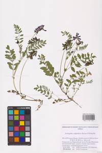 Astragalus norvegicus Weber, Eastern Europe, Northern region (E1) (Russia)