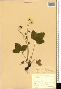 Fragaria viridis subsp. campestris (Steven) Pawl., Crimea (KRYM) (Russia)