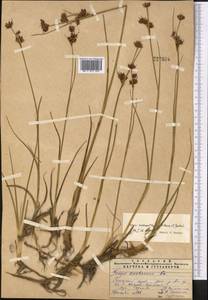 Juncus macrantherus V. I. Krecz. & Gontsch., Middle Asia, Pamir & Pamiro-Alai (M2) (Uzbekistan)