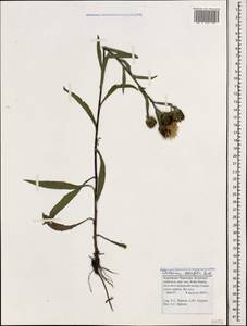 Centaurea phrygia subsp. salicifolia (M. Bieb. ex Willd.) Mikheev, Caucasus, Stavropol Krai, Karachay-Cherkessia & Kabardino-Balkaria (K1b) (Russia)