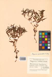 Koenigia ajanensis (Regel & Tiling) J.H.Xue, Chepinoga & K.P.Ma, Siberia, Russian Far East (S6) (Russia)