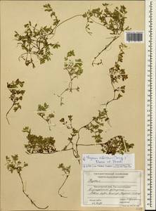 Thymus sibiricus (Serg.) Klokov & Des.-Shost., Siberia, Central Siberia (S3) (Russia)
