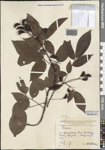 Magnoliopsida, South Asia, South Asia (Asia outside ex-Soviet states and Mongolia) (ASIA) (China)