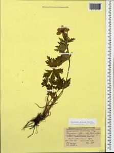 Trollius ranunculinus (Sm.) Stearn, Caucasus, North Ossetia, Ingushetia & Chechnya (K1c) (Russia)