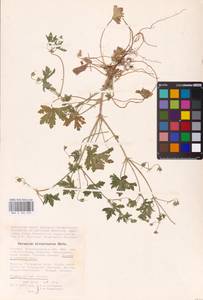 Geranium divaricatum Ehrh., Eastern Europe, Lower Volga region (E9) (Russia)