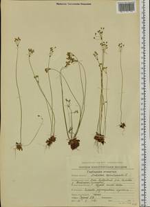 Androsace septentrionalis L., Siberia, Chukotka & Kamchatka (S7) (Russia)