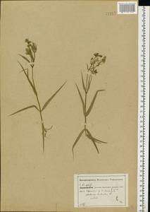 Rabelera holostea (L.) M. T. Sharples & E. A. Tripp, Eastern Europe, Central forest-and-steppe region (E6) (Russia)