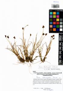 Carex lachenalii Schkuhr , nom. cons., Siberia, Baikal & Transbaikal region (S4) (Russia)