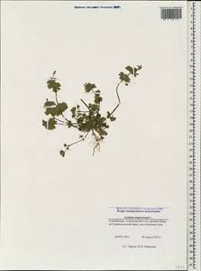 Lamium amplexicaule L., Caucasus, Azerbaijan (K6) (Azerbaijan)