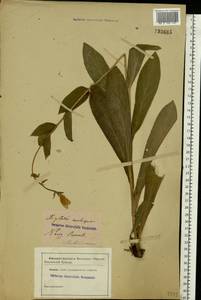 Digitalis grandiflora Mill., Eastern Europe, North Ukrainian region (E11) (Ukraine)