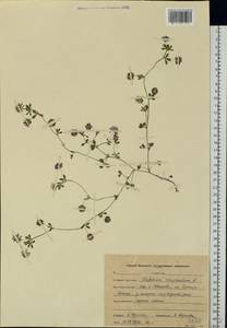 Trifolium resupinatum L., Eastern Europe, Central forest region (E5) (Russia)