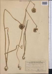 Allium pallasii Murray, Middle Asia, Northern & Central Tian Shan (M4) (Kazakhstan)