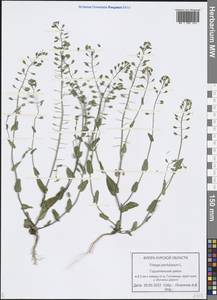 Noccaea perfoliata (L.) Al-Shehbaz, Eastern Europe, Central forest-and-steppe region (E6) (Russia)