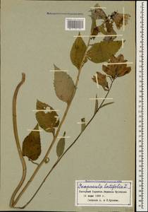 Campanula latifolia L., Caucasus, Azerbaijan (K6) (Azerbaijan)
