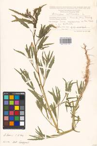 Atriplex laevis C.A.Mey., Eastern Europe, Moscow region (E4a) (Russia)