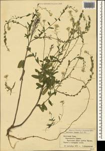 Berteroa incana (L.) DC., Crimea (KRYM) (Russia)