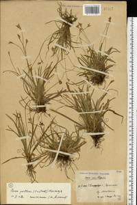 Carex pallidula Harmaja, Eastern Europe, North-Western region (E2) (Russia)
