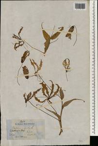 Gloriosa superba L., South Asia, South Asia (Asia outside ex-Soviet states and Mongolia) (ASIA) (India)