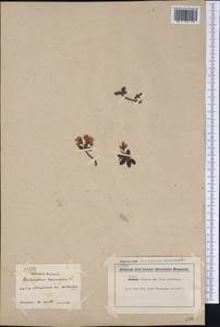 Rhododendron lapponicum (L.) Wahlenb., America (AMER) (Canada)