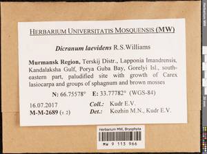 Dicranum laevidens R.S. Williams, Bryophytes, Bryophytes - Karelia, Leningrad & Murmansk Oblasts (B4) (Russia)