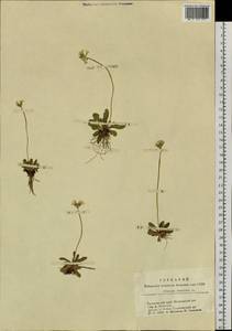 Primula farinosa L., Siberia, Altai & Sayany Mountains (S2) (Russia)