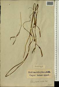 Moraea viscaria (L.f.) Ker Gawl., Africa (AFR) (South Africa)