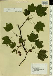 Ribes rubrum L., Eastern Europe, North-Western region (E2) (Russia)