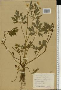 Ranunculus repens L., Eastern Europe, Central forest region (E5) (Russia)
