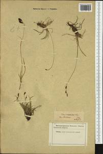 Carex sempervirens Vill., Western Europe (EUR) (Not classified)
