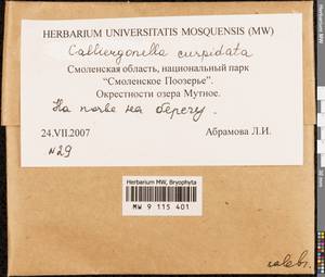 Calliergonella cuspidata (Hedw.) Loeske, Bryophytes, Bryophytes - Middle Russia (B6) (Russia)