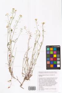 Rorippa brachycarpa (C.A.Mey.) Hayek, Eastern Europe, Lower Volga region (E9) (Russia)