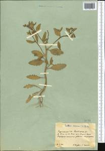 Euclidium syriacum (L.) W.T. Aiton, Middle Asia, Karakum (M6) (Turkmenistan)