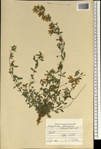 Lespedeza davurica (Laxm.)Schindl., Mongolia (MONG) (Mongolia)