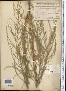 Artemisia oliveriana J. Gay ex DC., Middle Asia, Syr-Darian deserts & Kyzylkum (M7) (Kazakhstan)