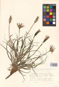 Tragopogon ruber S. G. Gmel., Middle Asia, Caspian Ustyurt & Northern Aralia (M8) (Kazakhstan)