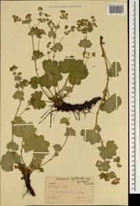 Alchemilla tytthantha Juz., Crimea (KRYM) (Russia)