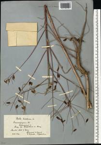 Isatis tinctoria L., Eastern Europe, Lower Volga region (E9) (Russia)