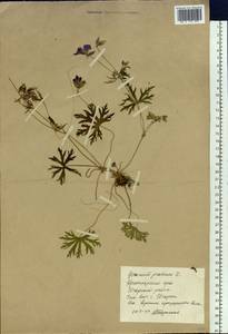 Geranium pratense L., Siberia, Central Siberia (S3) (Russia)