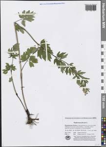 Thalictrum flavum L., Eastern Europe, Northern region (E1) (Russia)