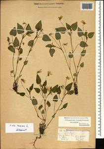 Viola canina L., Caucasus, Stavropol Krai, Karachay-Cherkessia & Kabardino-Balkaria (K1b) (Russia)