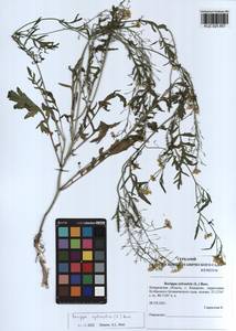 Rorippa sylvestris (L.) Besser, Siberia, Altai & Sayany Mountains (S2) (Russia)