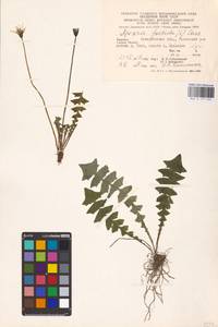 Aposeris foetida (L.) Less., Eastern Europe, West Ukrainian region (E13) (Ukraine)