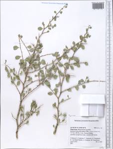 Polygonaceae, Middle Asia, Western Tian Shan & Karatau (M3) (Kyrgyzstan)