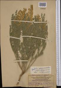 Sophora pachycarpa C.A.Mey., Middle Asia, Western Tian Shan & Karatau (M3) (Kazakhstan)