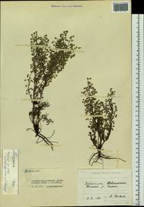 Artemisia anethifolia Weber ex Stechm., Siberia, Baikal & Transbaikal region (S4) (Russia)