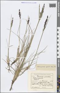 Calamagrostis stricta (Timm) Koeler, Eastern Europe, Northern region (E1) (Russia)